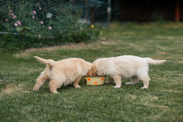 small puppy dog golden retriever labrador eat from a plate in the park in the summer in nature