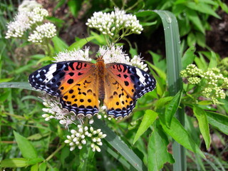 Beautiful butterfly in the wild in Sri Lanka, butterfly on flower