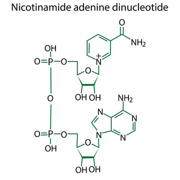 Nicotinamide formula. Line drawing. Vector illustration. Stock image. 