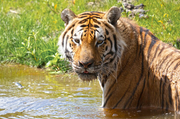 Amour tiger in the water, cooling down or playing