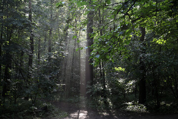 Fototapeta na wymiar Fog in the morning in the summer forest