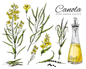 Flowering canola, canola seed pod, set of vector, sketch colorful illustrations on white background