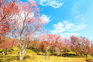 Fototapeta na wymiar The pink cherry blossom blooming on the mountain in the north of Thailand