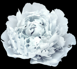 Light blue  peony  flower  on white isolated background with clipping path. Closeup. For design. Nature.