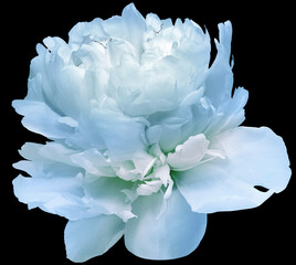 Blue  peony  flower  on black  isolated background with clipping path. Closeup. For design. Nature.