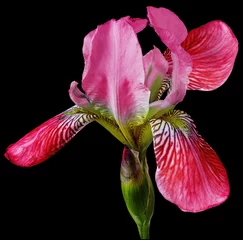 Keuken spatwand met foto Red  iris  flower  on black isolated background with clipping path. Closeup. For design. Nature. © nadezhda F