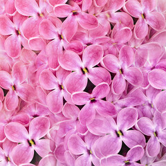 Purple lilac flowers.   Floral backgraund.  Spring flowers.  Nature.