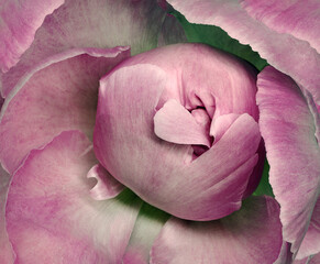 Pink  peony flower close-up. A bud and petals of a peony. Floral background. Nature.