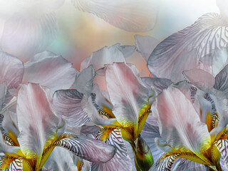 Fototapeta na wymiar Flowers purple irises. Floral spring background. Close-up. Nature.