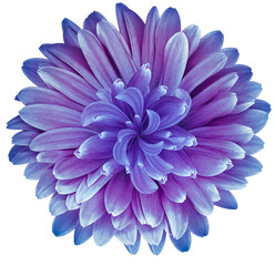 Purple  gerbera  flower  isolated on  a white background. No shadows with clipping path. Close-up. Nature.