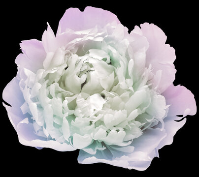 Peony  flower  on white isolated background with clipping path. Closeup. For design. Nature.
