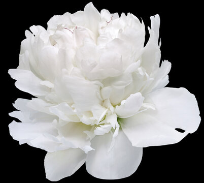 White  peony  flower  on black  isolated background with clipping path. Closeup. For design. Nature.