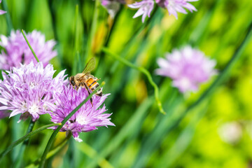 chive allium pollinated by honey bee spring or summer garden