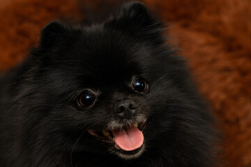 muzzle of a black spitz dog close-up