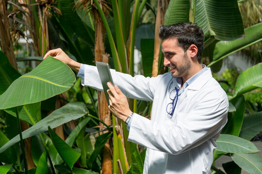 Biologist taking pictures of a giant leaf