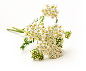 Fresh white yarrow flowers isolated on white background. © Koko Foto