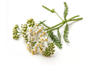 Yarrow plant with white flowers. Fresh white yarrow flowers isolated on white background. © Koko Foto