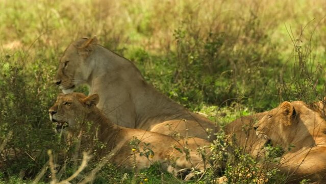 A group of lionesses lies in a meadow in the wild nature of the African savannah in the Serengeti National Reserve, Tanzania,