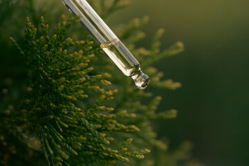 Pipette with essential liquid of pine