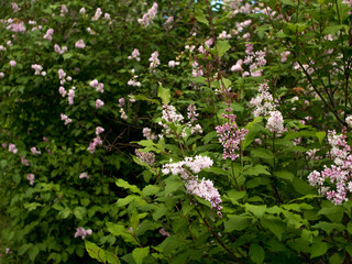 Lilac bushes.Spring background with lilac trees.