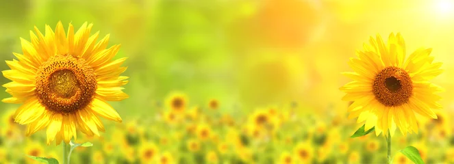 Poster Sonnenblume auf unscharfem sonnigem Naturhintergrund. Horizontales landwirtschaftliches Sommerbanner mit Sonnenblumenfeld © frenta