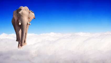 Fototapeta na wymiar Horizontal banner with elephant above clouds