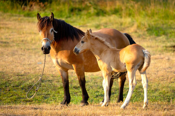 Naklejka na ściany i meble Mare with a cute foal on the pasture, horse theme