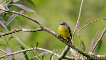 front view of an eastern yellow robin perched on a tree branch