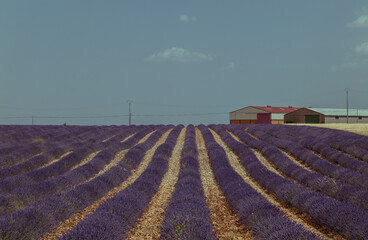 Lavender fields with factory buildings against sky. Brihuega, Spain