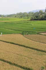 paddy field