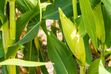 Closeup of cornfield with corn ear and silk growing on cornstalk. Concept of crop health, pollination and fertilization