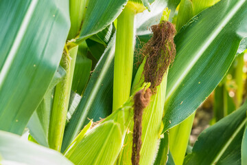 Closeup of cornfield with corn ear and silk growing on cornstalk. Concept of crop health, pollination and fertilization