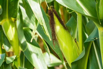 Closeup of cornfield with corn ear and silk growing on cornstalk. Concept of crop health,...