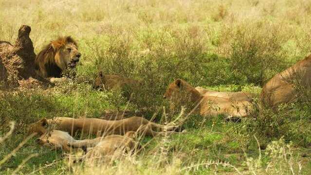 Panorama of prime lions on vacation after a good lunch in the wild of the African savannah in the NgoroNgoro National Reserve, Tanzania