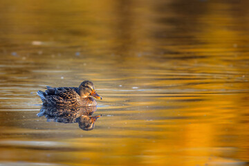 Female Mallard (Anas platyrhynchos) swimming on a pond in the nature protection area Moenchbruch near Frankfurt, Germany.