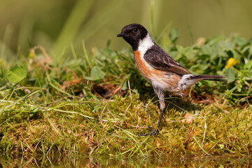 European stonechat (Saxicola rubicola) sitting at the bank of a pond in spring.
