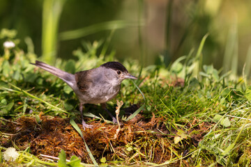 Eurasian blackcap (Sylvia atricapilla) sitting at a pond in spring.