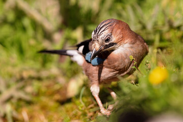 Eurasian jay (Garrulus glandarius) sitting at a pond in spring.