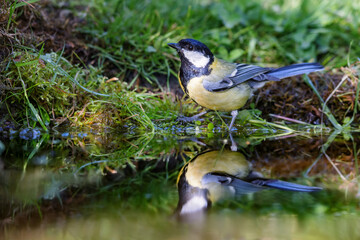 Great Tit (Parus major) sitting at a pond in spring.
