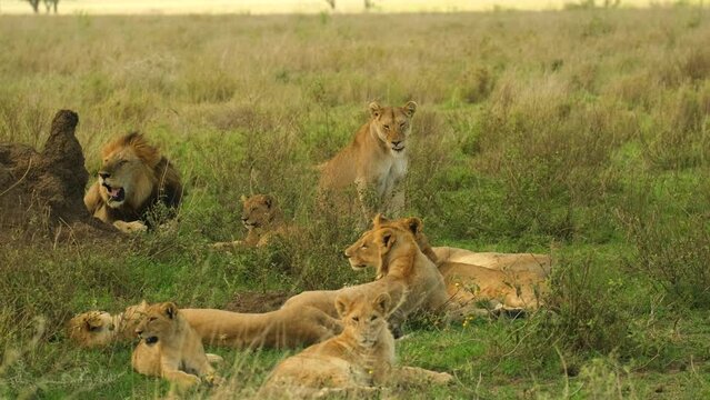A family of lions on vacation in the wild of the African savannah in the NgoroNgoro National Reserve, Tanzania