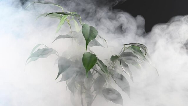 Smoke on a ficus in a pot on a black background. 