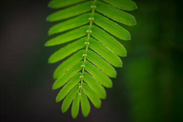 Close-up shot of the leaf of a mimosa pudica, also called sensitive plant, sleepy plant, action plant, touch-me-not or shameplant - obrazy, fototapety, plakaty