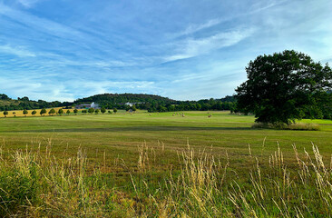 landscape with green grass and trees