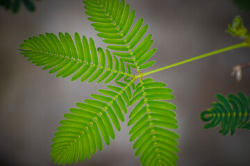 Close-up shot of the leaf of a mimosa pudica, also called sensitive plant, sleepy plant, action plant, touch-me-not or shameplant