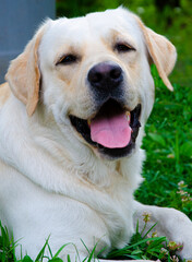 portrét psího plemene labrador closeup.Smiling labrador dog
