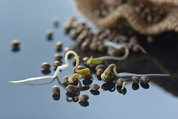 Germinating cannabis seeds close-up macro on a black background. soft Selected focus.