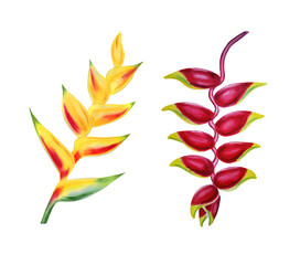 Tropical yellow and red heliconia flowers watercolor illustration clip art. Set of bright exotic jungle plants for postcards and design. Hand drawn botanical elements on isolated background.
