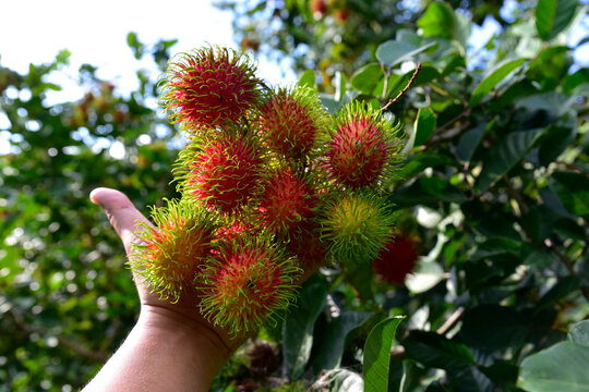 Bunch of rambutan fruit hanging from a rambutan tree. Rambutan fruit in the summer of Thailand.  background harvest from the garden