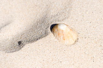 Muschel im Sand