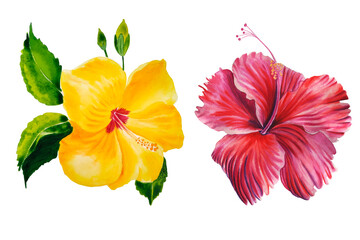 Hibiscus flowers yellow and red watercolor illustration set. Hand drawn image of blooming symbols of Hawaii and vacation. Tropical postcard and design element. Clip art exotic	